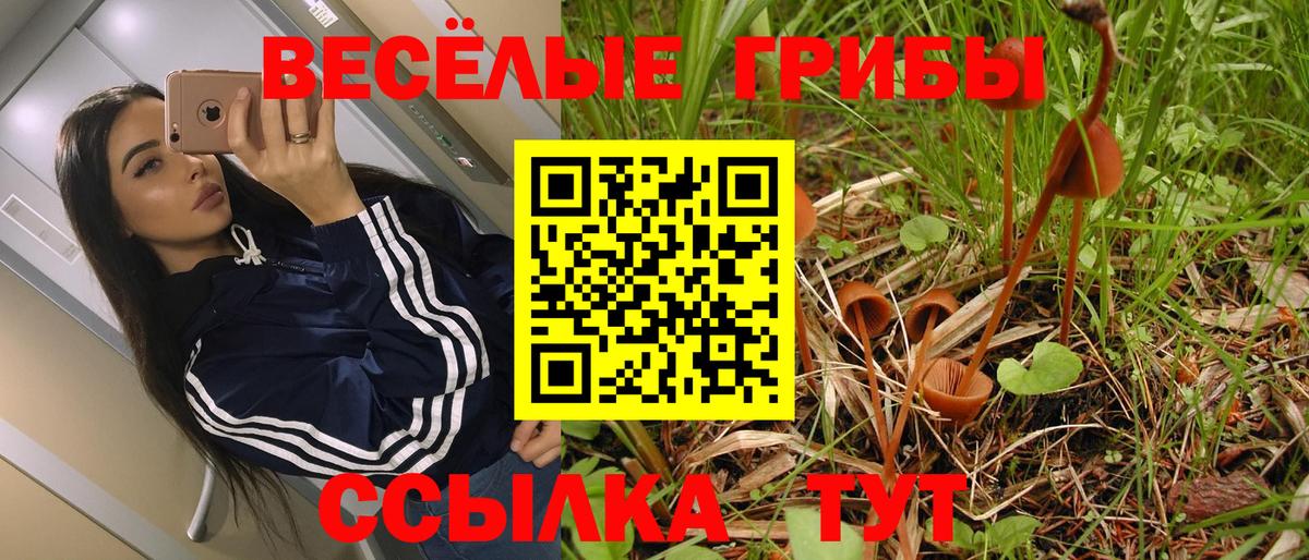 Псилоцибиновые грибы Psilocybe Новозыбков